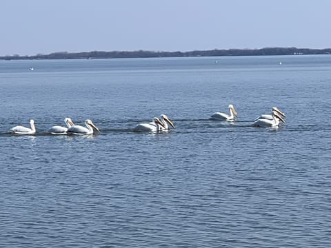 The American White Pelicans Have Been Returning Each Season, Beautiful To See!