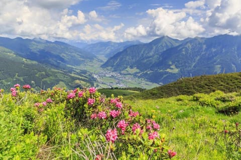 Region [summer] (&gt;5 km)