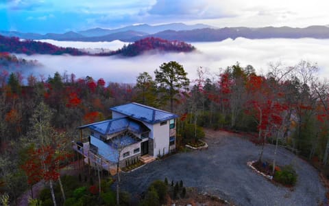 Dragonfly - aerial 4