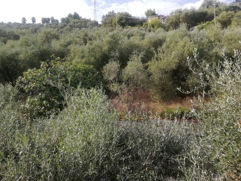 GLI ULIVI INTORNO ALL PROPRIETA'