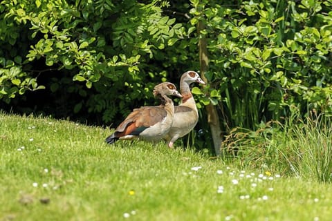 S 027 079 23 Entenpaar