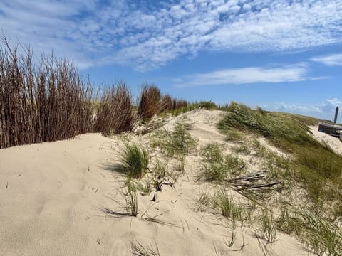 Blue, Natural Environment, Ecoregion, Sand, Plant Community, Shrubland