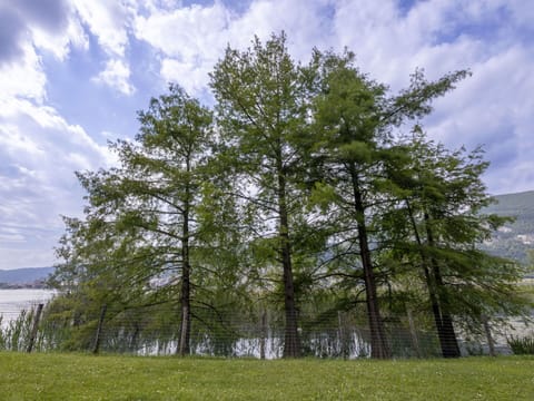 Tree, Leaf, Branch, Forest, Woody Plant, Larch, Trunk, Woodland