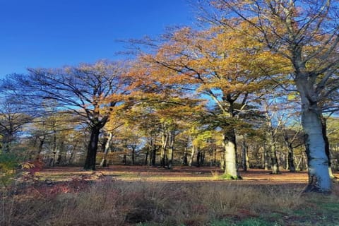 Region [summer] (>5 km)