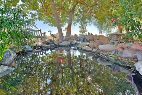 Koi Fish Pond