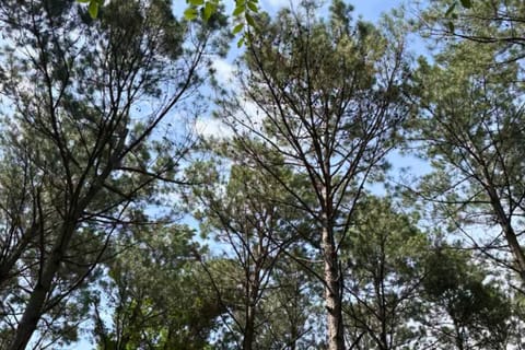 Immerse yourself in the beauty of towering trees and peaceful forest trails