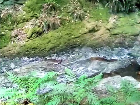 Surrounding area | Grouse Lodge, Dunoon