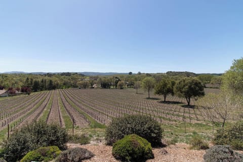 The vineyard behind the Hive Vista