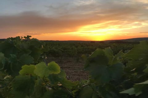 Region [summer] (&gt;5 km)