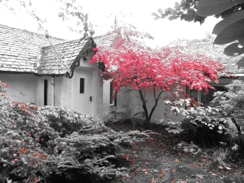 Leaf, Branch, Shrub, Twig, Cottage, Spring, Garden, Yard, Backyard, Blossom