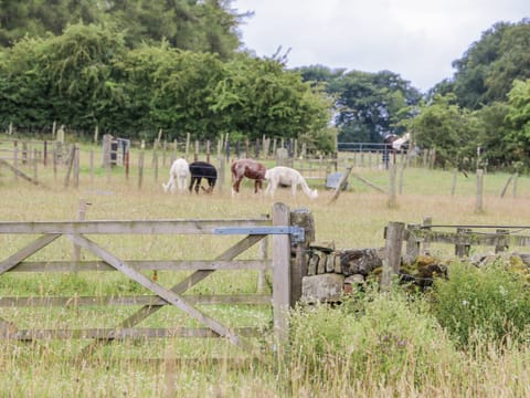 Cottage | Miscellaneous