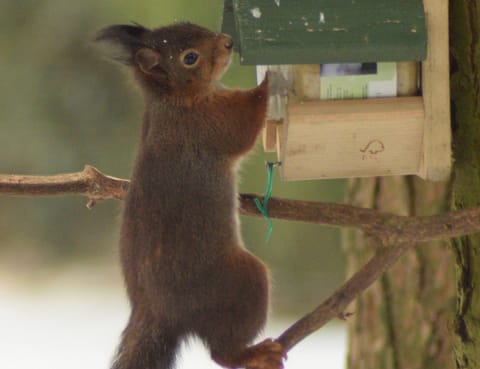 Chalet | View from property