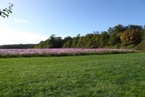 Immediate Surroundings [summer] (&lt;1 km)