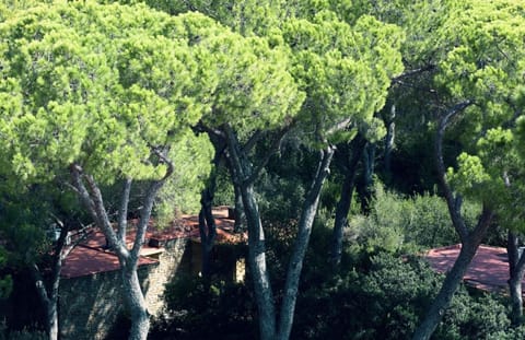 Immediate Surroundings [summer] (&lt;1 km)