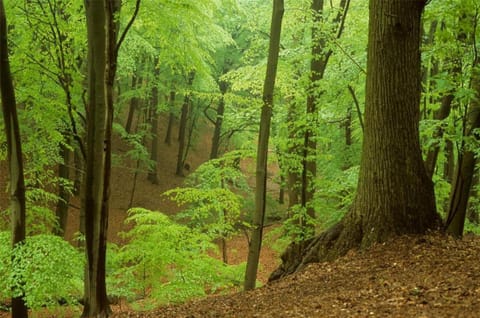 Region [summer] (>5 km)