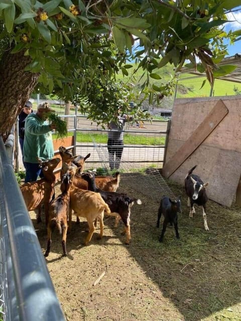 Goats and more animals from our Farm. You'll be able to watch them.