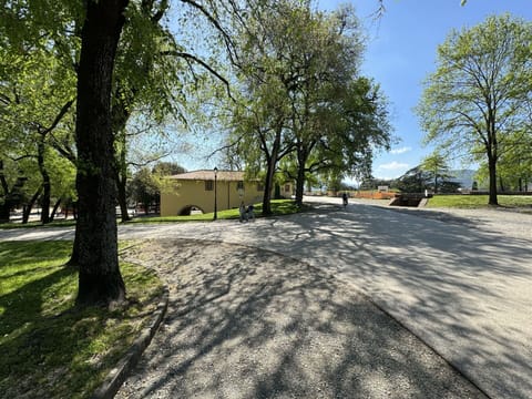 Tree, Branch, Leaf, Road Surface, Asphalt, Shade, Sunlight, Trunk, Driveway, Woody Plant