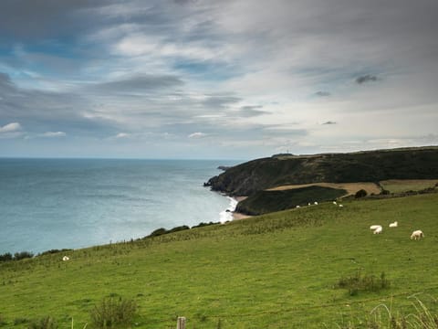 Sea, cliffs, grass and sheep