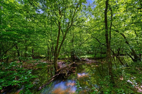 Peaceful seasonal creek just steps from the cabin — nature’s soundtrack to your stay.