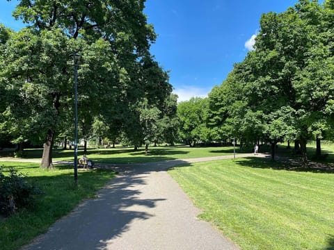 Daytime, Grass, Leaf, Tree, Natural Environment, Branch, Nature, Vegetation, Shrub, Public Space