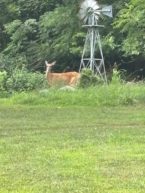Deer in the back yard 