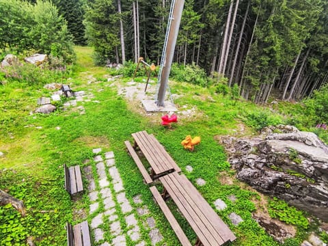 Forest, Larch, Garden, Woodland, Evergreen, Landscaping, Tropical And Subtropical Coniferous Forests