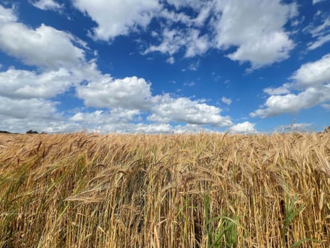 Yorkshire barley | Foxes Retreat, Thornton Watlass, near Masham