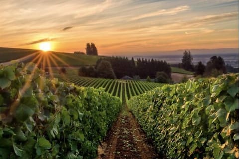 Beautiful Willamette Valley