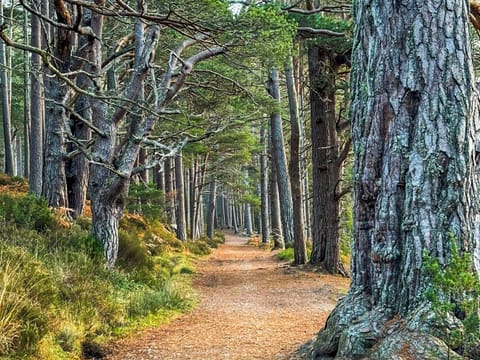 Surrounding area | Lodge 58, Aviemore