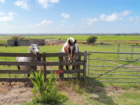 Surrounding area | Glan Tywyn Shepherds Hut, Bryngwran Nr Rhosneigr