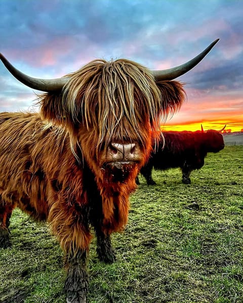 Highland cow 