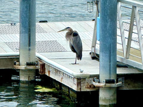 Meet Mr. Blue -- contact us about possibility of using private dock