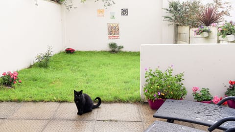 Skellig Fuchsia Lodge Ballinskelligs. Holiday home private walled garden.