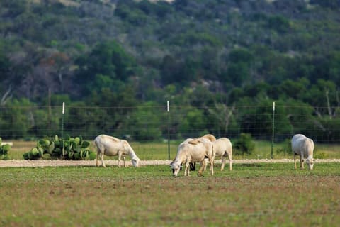 Donkeys roam the property.