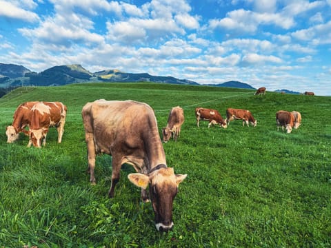 Fischen / Allgaeu - cows near the holiday home