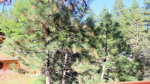 Quiet and Private Surroundings, Just steps to National Forest