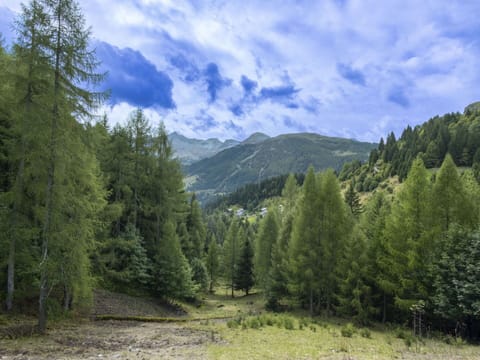 Tree, Mountainous Landforms, Mountain, Forest, Wilderness, Highland, Hill, Hill Station, Larch