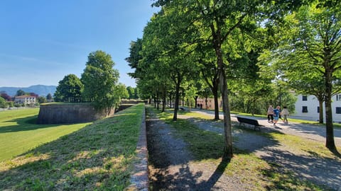 Tree, Grass, Nature, Spring, Lawn, Park, Landscaping, Walkway, Path