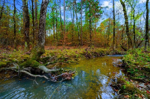 Peaceful seasonal creek right behind the cabin — nature at your doorstep 🌲