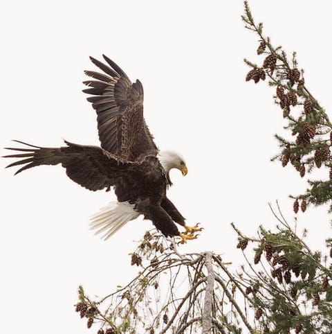 Vacation Rental hood canal resort alderbrook Eagle