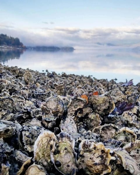 Vacation-Rental-hood-canal-resort-alderbrook- oysters
