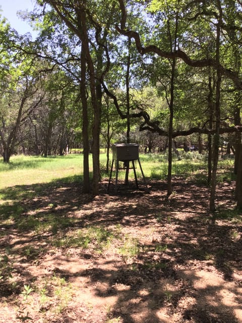 Deer & wildlife visit every morning and evening.