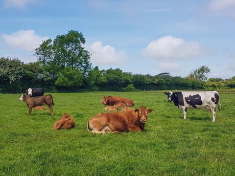 Surrounding area | Rose Cottage - Jones’ Cottages, Gower