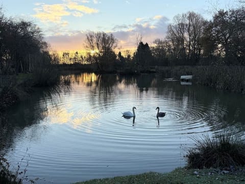 Resident swans on the private fishing lakes at Chad Lakes, a short walk from Fleece Lodge.