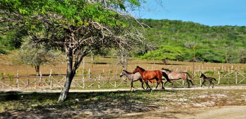 Horseback riding