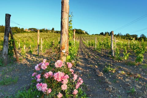 Immediate Surroundings [summer] (<1 km)