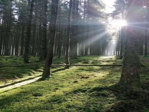 Region [summer] (>5 km)