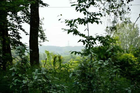 Immediate Surroundings [summer] (<1 km)