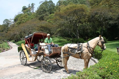 Horseback riding