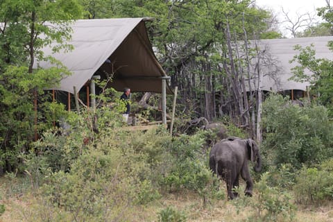 Tent (Family)